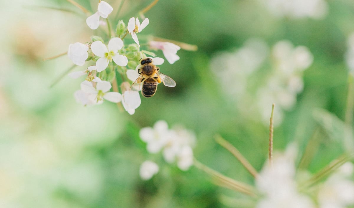 Abejas-sostenibilidad