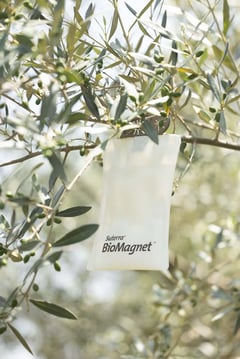 BioMagnet ORO Suterra- Mosca olivo