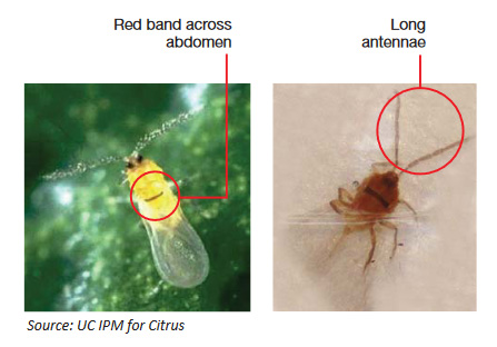 CRS identification