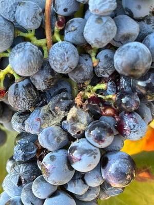 Daños Lobesia uva tinta