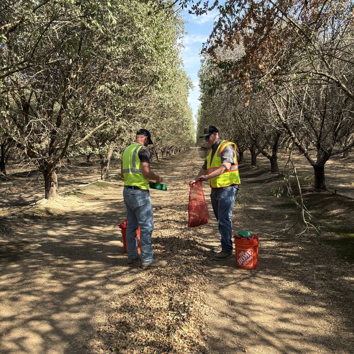 Two team members from Suterra collecting late-season almonds to assess damages during a field trial