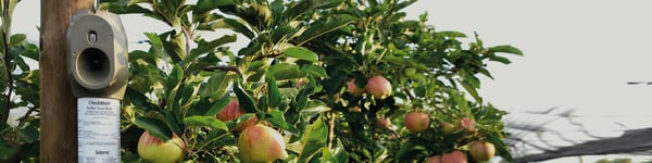 g3-puffer-banner-apples