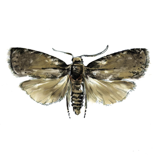 OFM Pest Illustration