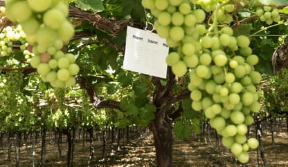 MagnetMed-Tablegrape-Color-banner-300x175