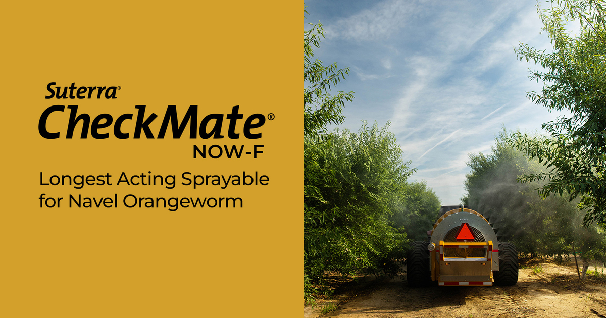 NOW-F_Performance-Max_Yellow-1