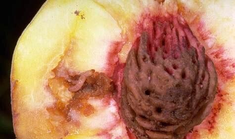 OFM damage_University of California