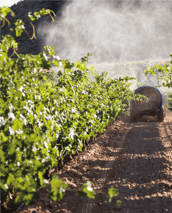 foto-fumigación-web-05-1