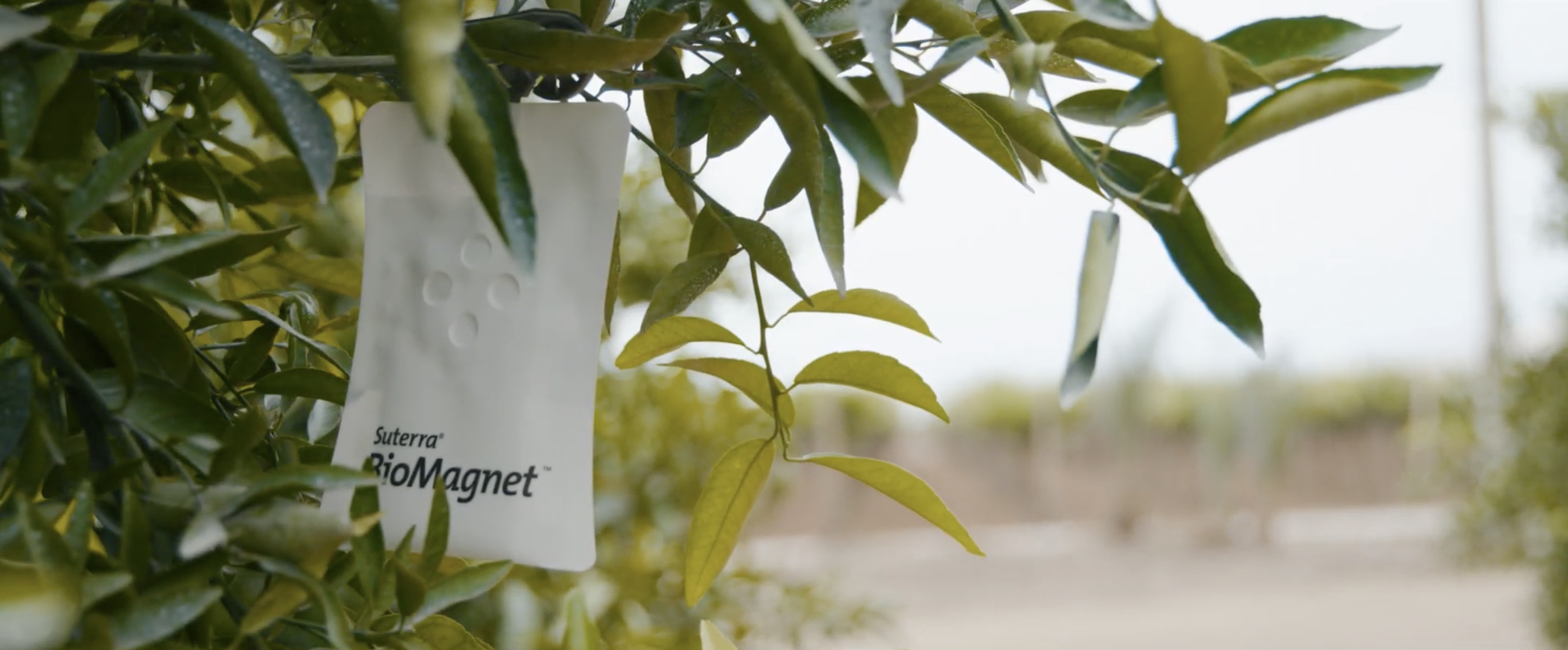 Suterra_pantallazo_Diálogos Perú Coexa Fernando Bustamante_3