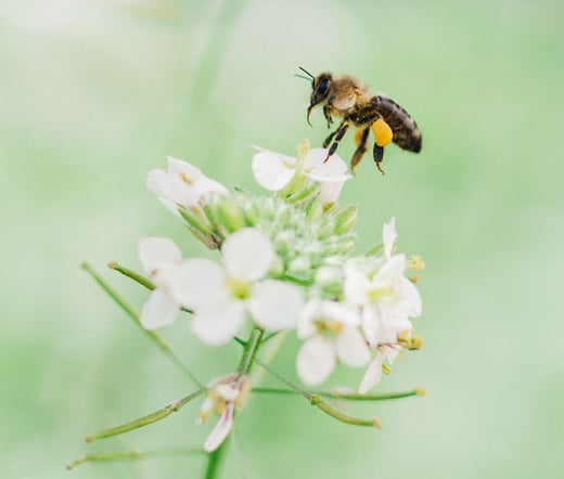 Abeja polinizando flor