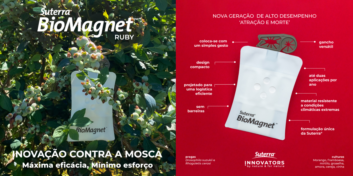 banner-BioMagnet-Ruby-PT banner-BioMagnet-Ruby-PT