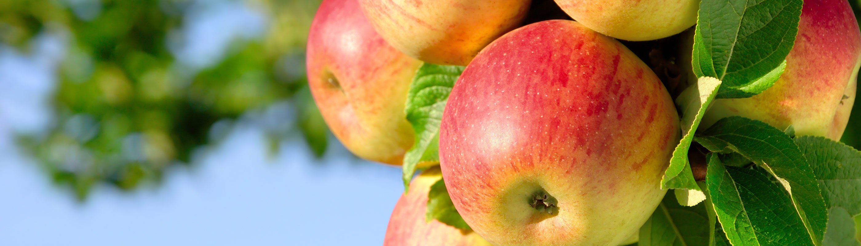 bg_header_apples