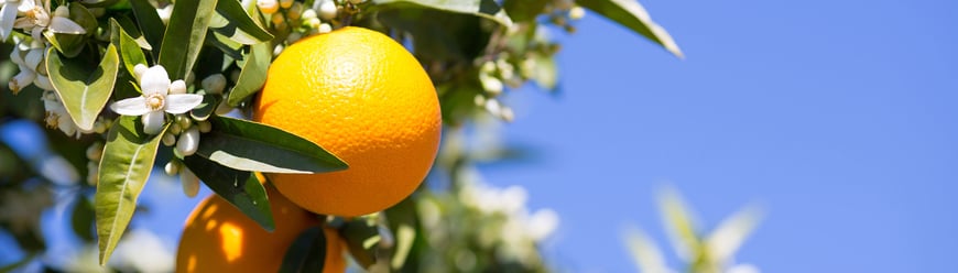 bg_header_oranges_new