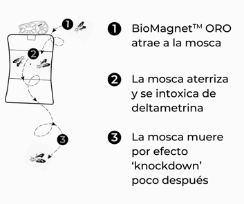 bioMagnet-ORO-atracción-y-muerte-mosca-del-olivoB&W
