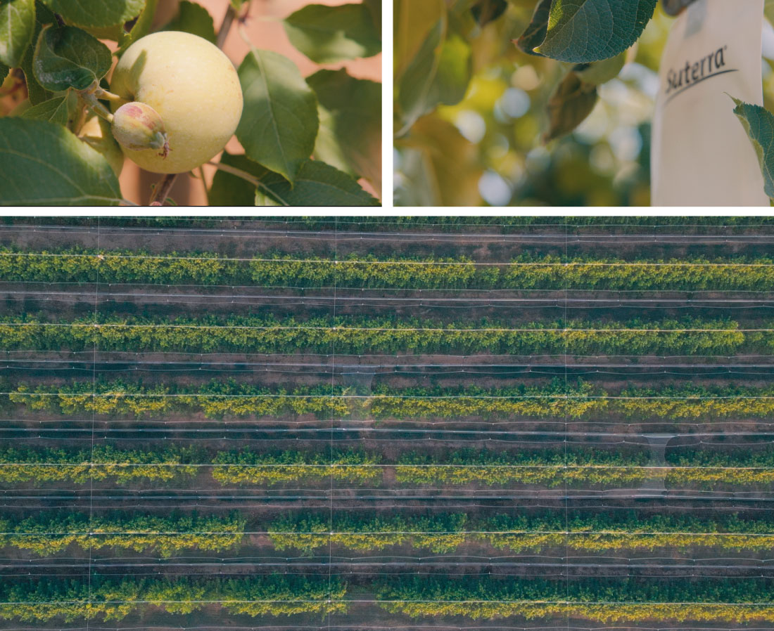 biomagnet-manzana-baro-e-hijos