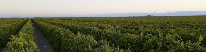 citrus-landscape