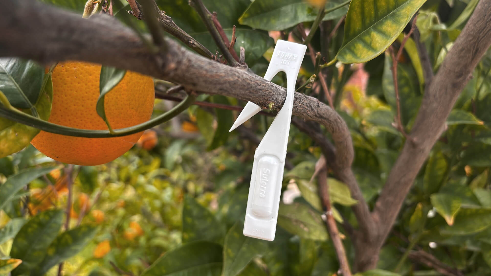 celada-crs-citrus-hook