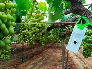 checkmate-vmb-uva-de-mesa-eu-1