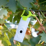 checkmate-vmb-xl-planococcus-ficus