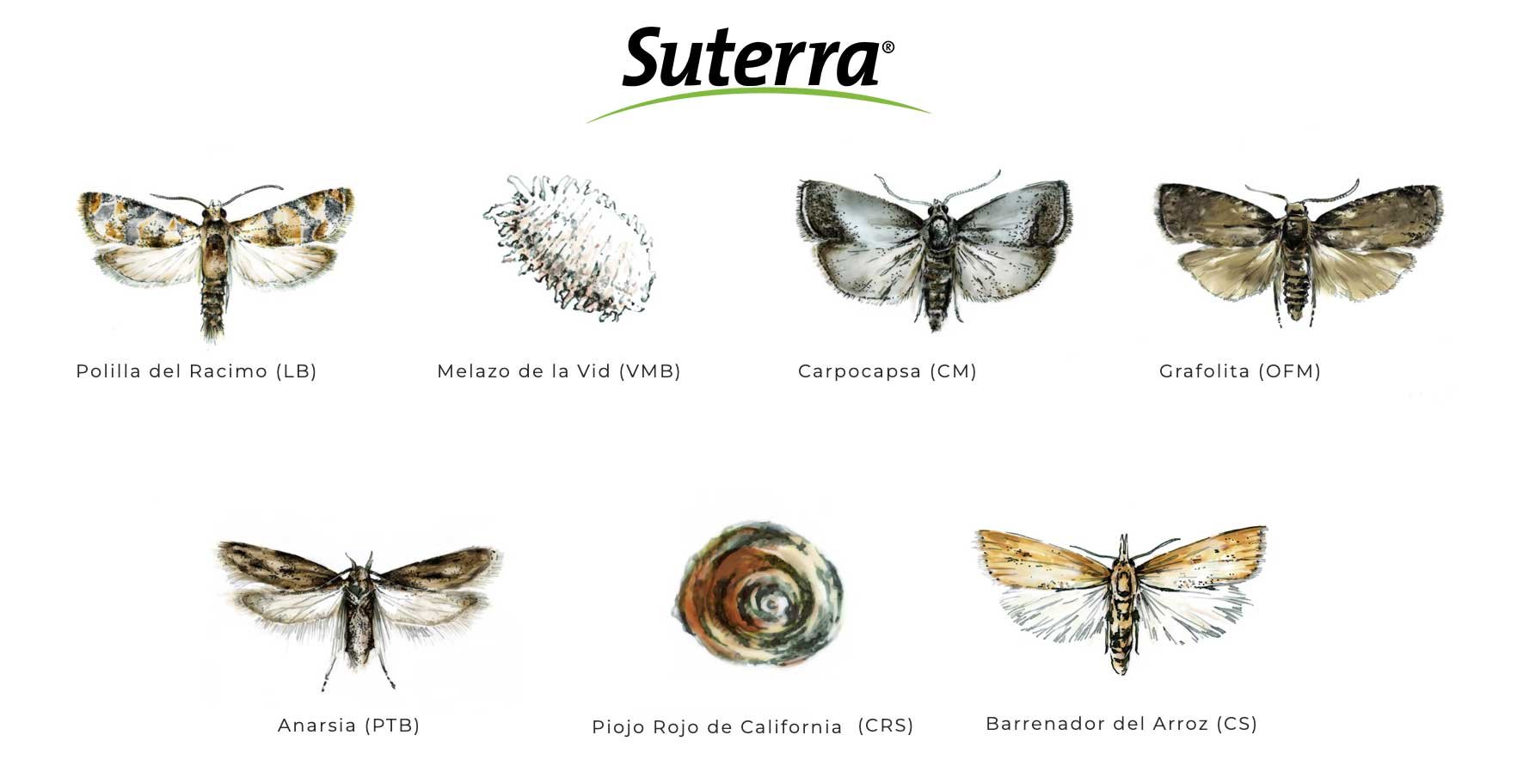 confusión-sexual-plagas-suterra