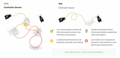 confusion-sexual-suterra-02
