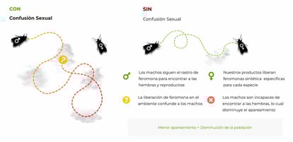 confusion-sexual-suterra-02