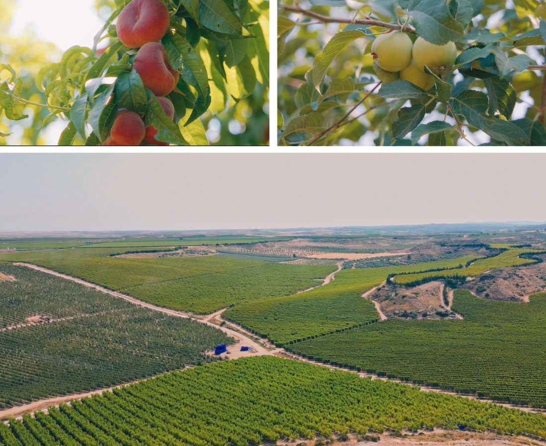 frutas-baro-e-hijos-dialogos-3