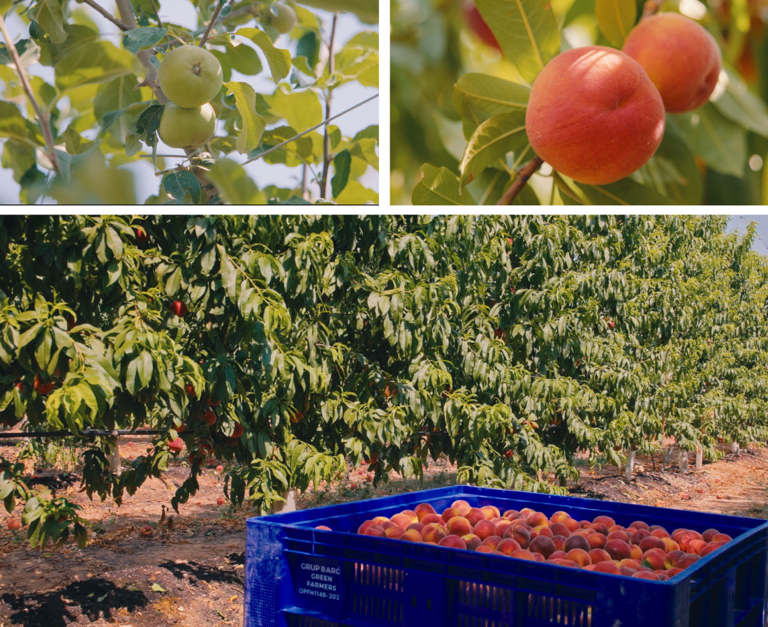 frutas-baro-e-hijos-dialogos