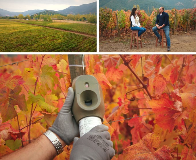 puffer-dialogos-chile