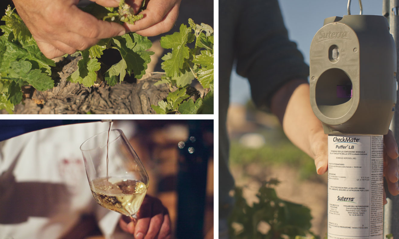 puffer-y-calidad-del-vino-suterra-1