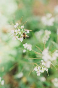 sostenibilidad-Suterra-fauna-util-abeja