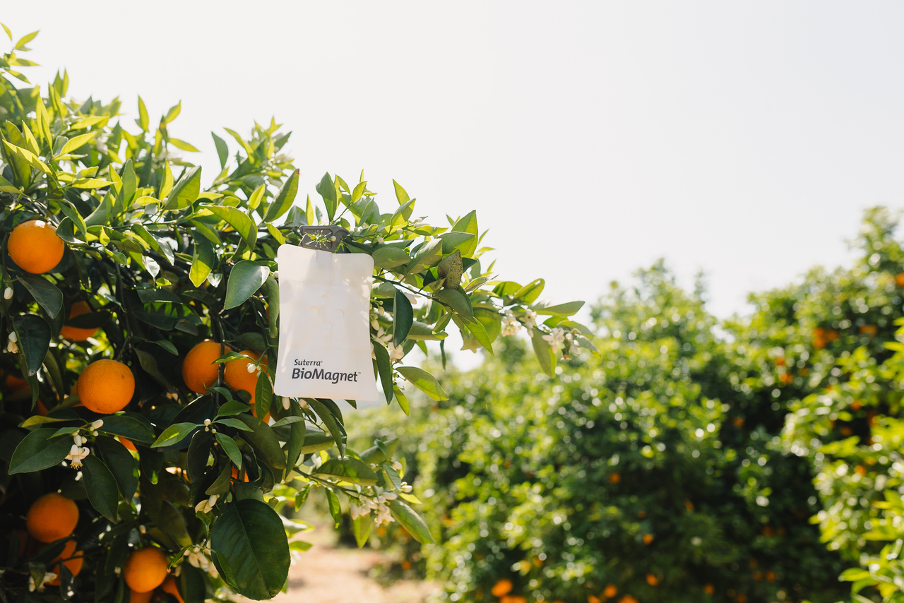 sut-biomagnet-amber-citrus-landscape