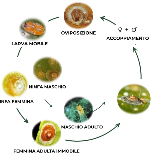 suterra-aonidiella-aurantii-ciclo-biologico-italia