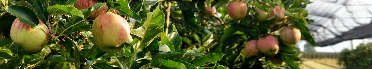 suterra-banner-manzana suterra-banner-manzana