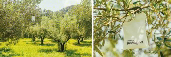 suterra-biomagnet-bactrocera