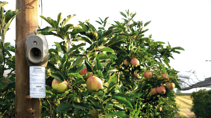 suterra-checkmate-puffer-apple