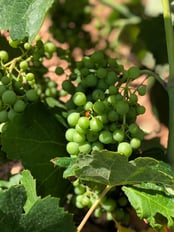 suterra-grape-healthy