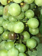 suterra-grape-lobesia-affected