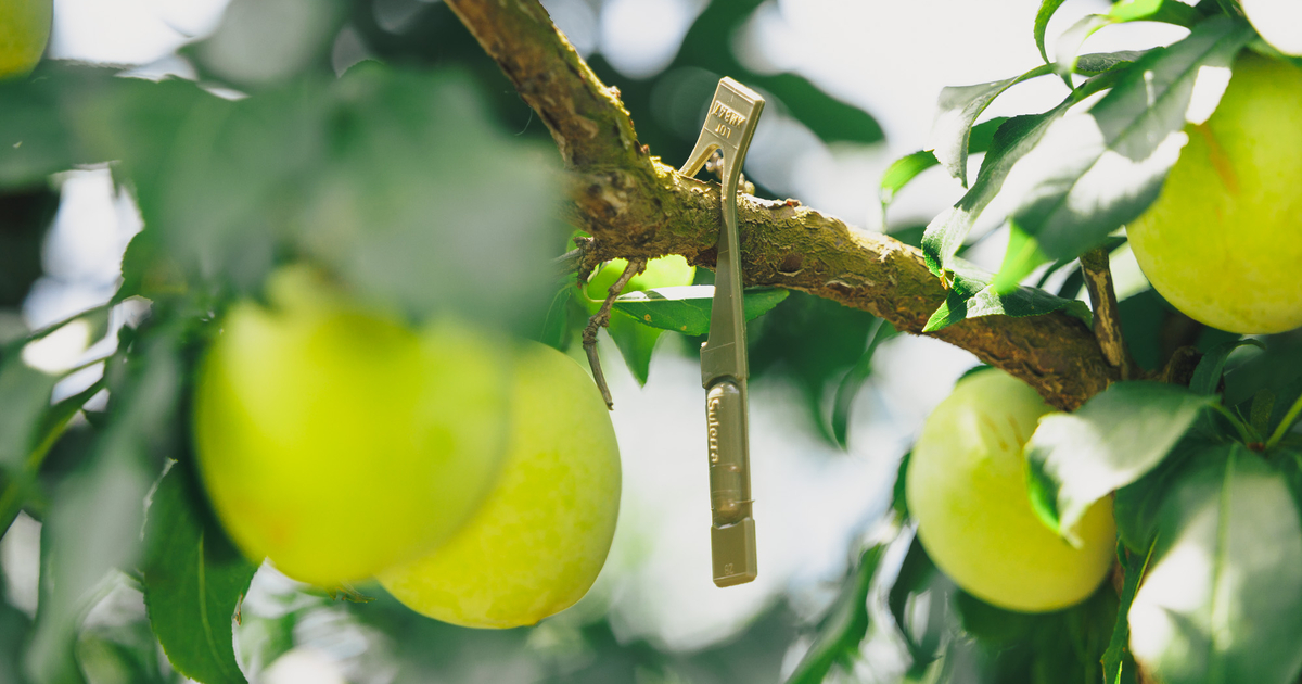 suterra-lleida-celada-ciruelo@rodrigomarquez24