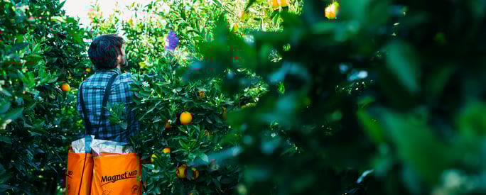 suterra-magnet-colocacion