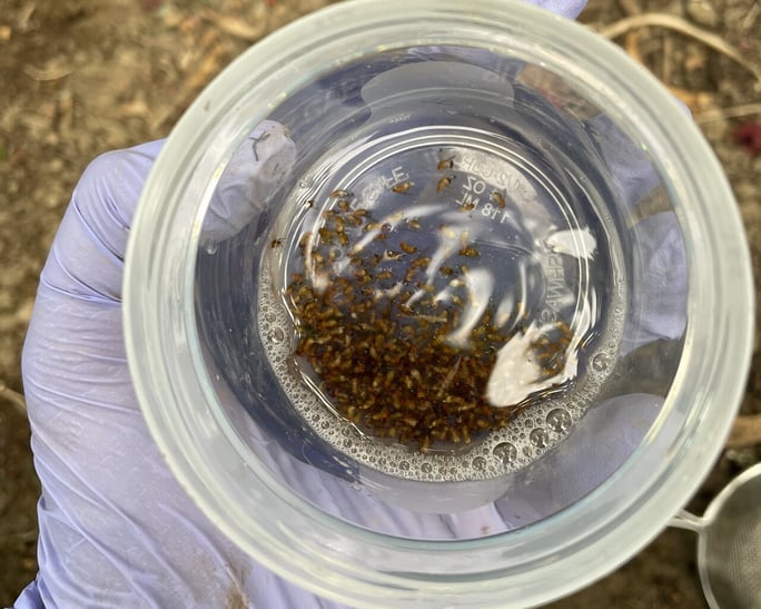 suterra-pest-management-swd