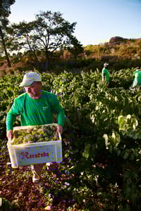 suterra-recaredo-roger