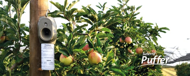suterra-recurso-puffer-manzana