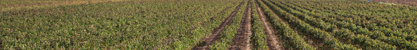top-banner-innovación-y-sostenibilidad