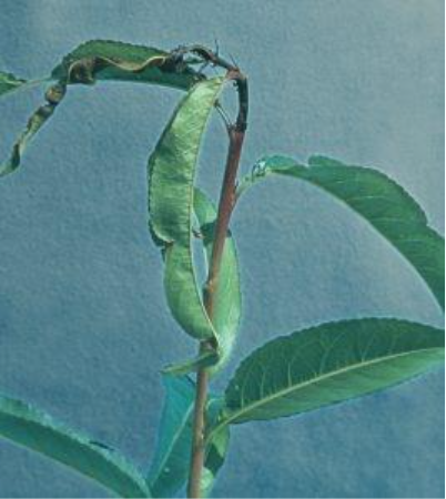 A close-up of a plant

AI-generated content may be incorrect.