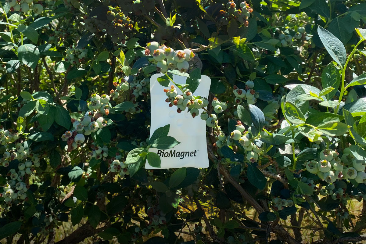 1200x800-BioMagnet-Ruby-Suterra-zoom