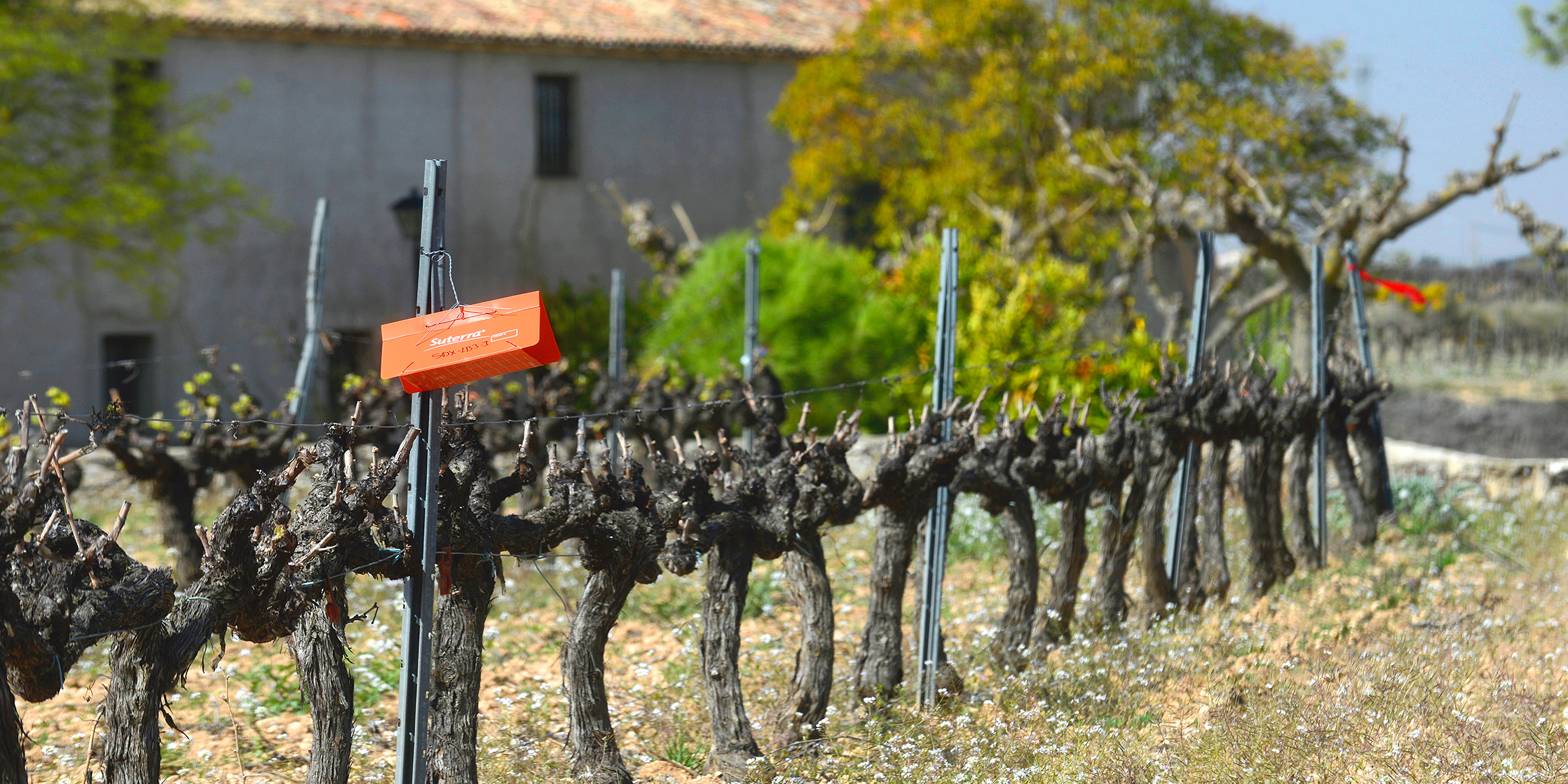 Trapping and Monitoring for Vine Mealybug in California Grapes