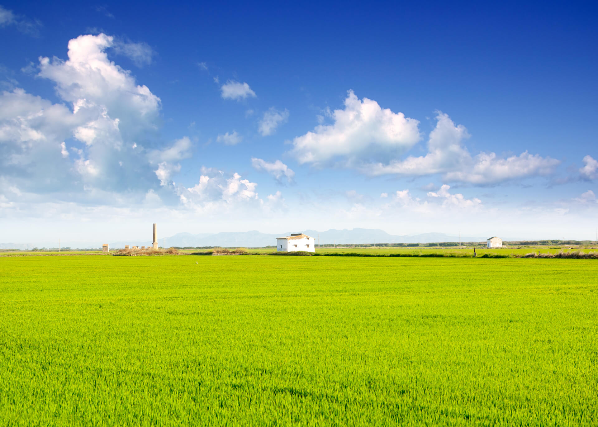 ALBUFERA-1-RICE