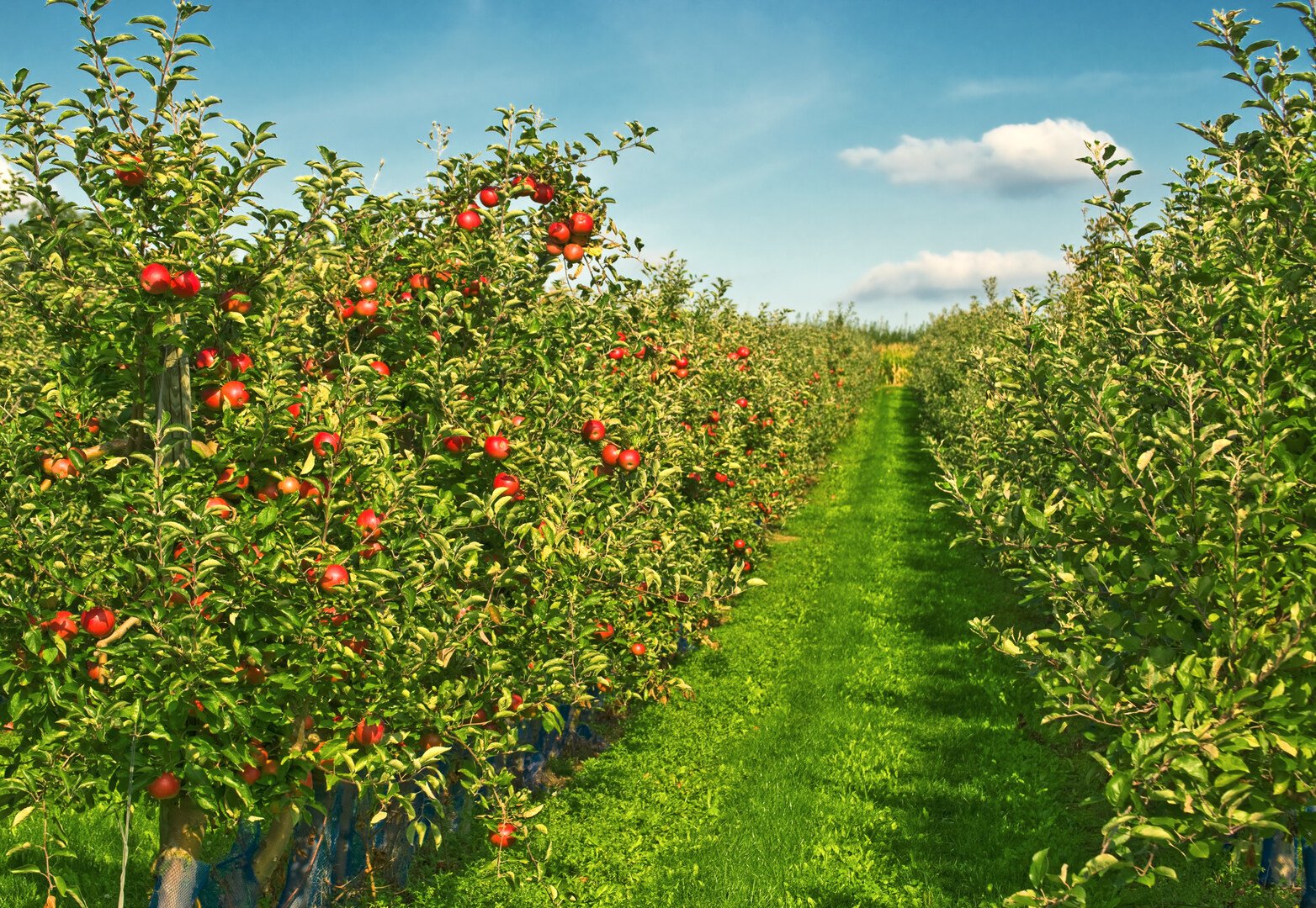 Monitoring for Codling Moth in Mating Disruption Orchards Now Easier, More Accurate