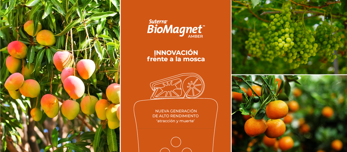 Llega a Perú BioMagnet™ AMBER, la innovación frente a las moscas de la fruta