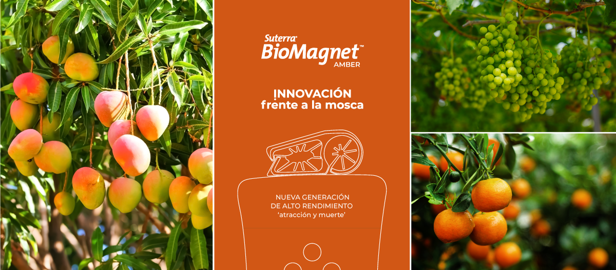 Llega a Perú BioMagnet™ AMBER, la innovación frente a las moscas de la fruta